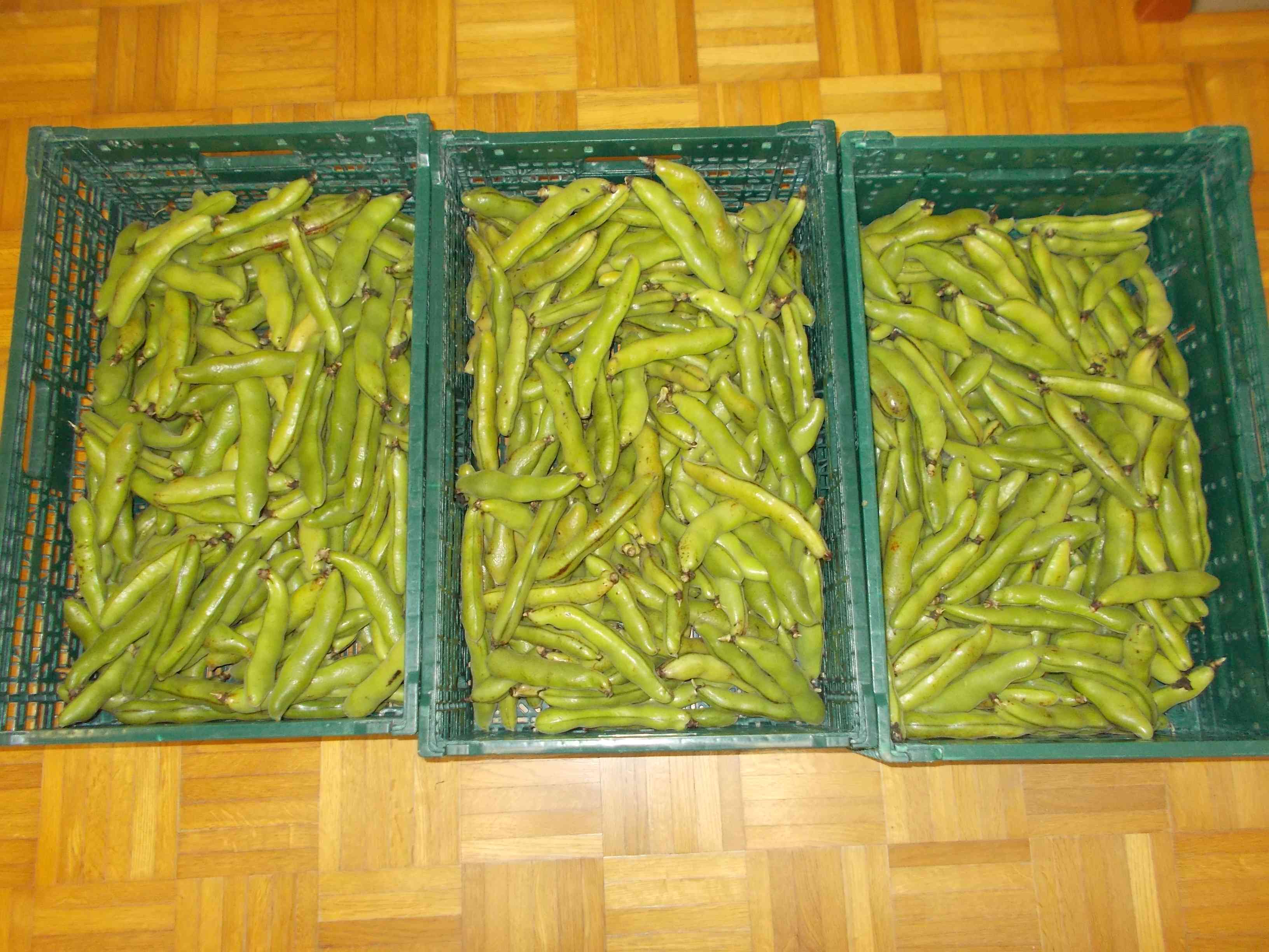 DSCN5129